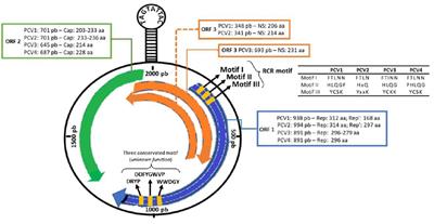 Porcine circovirus 3: a new challenge to explore